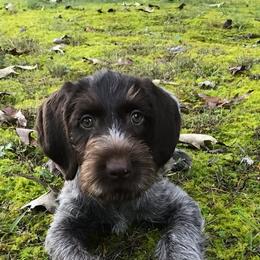 German Wirehaired Pointer and Pudelpointer Puppies from Ripsnorter Kennels