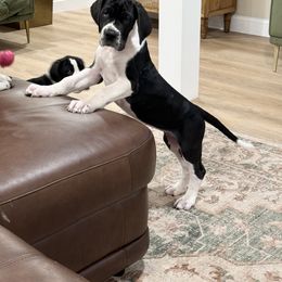 Girl 1 - Mantle Great Dane puppy in Washington, Pennsylvania from City Slicker Danes