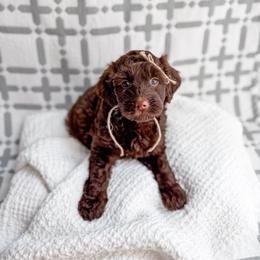 Sweet Tea - Chocolate female Goldendoodle puppy in Greencastle, Indiana from Willow & Co.