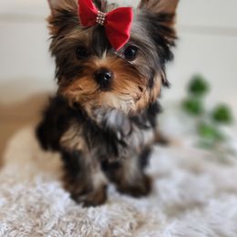 Yorkshire Terrier Puppies from Hetzel’s Enchanted Yorkies (Michigan)