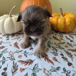 Elmer - Sable and white male Shih Tzu puppy in Buffalo, New York from Shih Tzu's by Jen