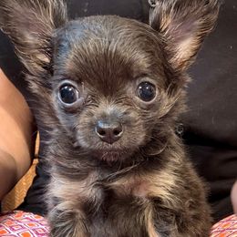Beans - Blue and tan male Chihuahua puppy in Summerfield, Florida from Uey’s Chihuahuas