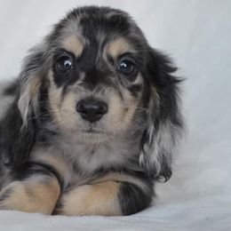 Dachshund Puppies from Dreamheart Dachshunds