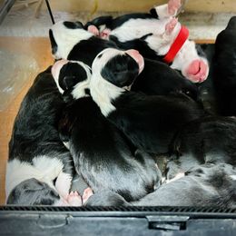 Bearded Collie and Border Collie Puppies from Beloved Bearded & Border Collies