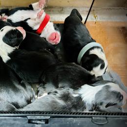 Bearded Collie and Border Collie Puppies from Beloved Bearded & Border Collies