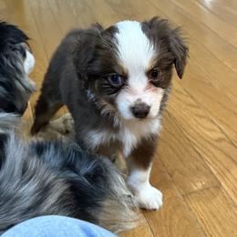 Girl 2 - female Australian Shepherd puppy in Ellington, Missouri from Cowin Premier Aussies