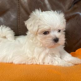 Maltese puppies from Ani's Midwest Maltese