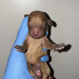 Blue collar girl - Red  female Poodle puppy in Valdosta, Georgia from Posh Poodles