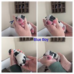 Blue Boy - Black male Whoodle puppy in Kalispell, Montana from Countryman Whoodles