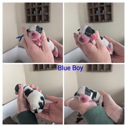 Blue Boy - Black male Whoodle puppy in Kalispell, Montana from Countryman Whoodles