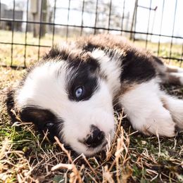 Australian Shepherd Puppies from Kingdom Dreams Australian Shepherds
