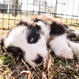 Australian Shepherd Puppies from Kingdom Dreams Australian Shepherds