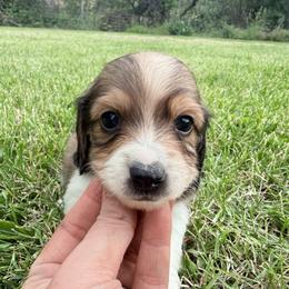 Boy 2 - Piebald male Dachshund puppy in Umatilla County, Oregon from Divine Dogs