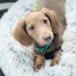 Dachshund Puppies from HP Dachs
