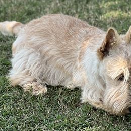 Scottish Terriers from Miranda Maynard
