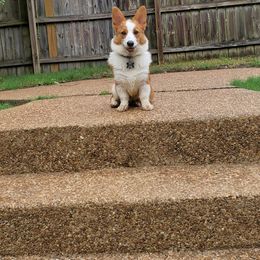 Pembroke Welsh Corgi Puppies from Tri-Star Stock Farm