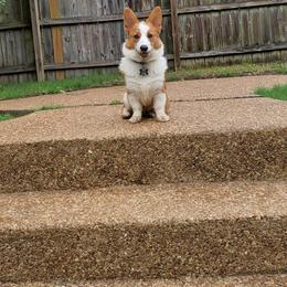 Pembroke Welsh Corgi Puppies from Tri-Star Stock Farm