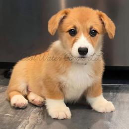 Mist - Red female Pembroke Welsh Corgi puppy in Kiowa, Colorado from Cool Water Corgis LLC