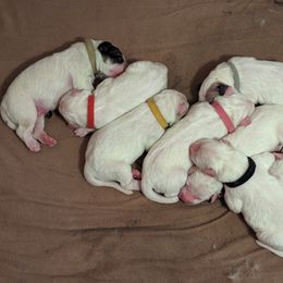Great Pyrenees Puppies from Duck Creek Poultry Place & Wilson's Waterfowl