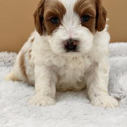 Brown male - Red male Australian Labradoodle puppy in Antelope, California from Adorable Labradoodle