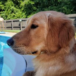 Freya - Golden Retriever