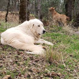 Great Pyrenees from Back to Roots Farm Great Pyrenees