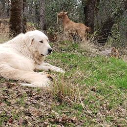 Great Pyrenees from Back to Roots Farm Great Pyrenees