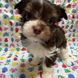 Basil - Chocolate and tan male Yorkshire Terrier puppy in Lyle, Washington from Sport Yorkie