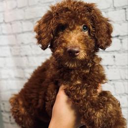 Princess Jasmine (Mint Female) - Red  female Poodle puppy in Plainwell, Michigan from Northern Heart Standards