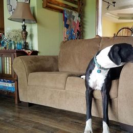 Great Dane All Grown Up from Acres Verdes Danes