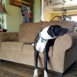 Great Dane All Grown Up from Acres Verdes Danes