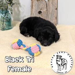 Zoot - Black tri female Miniature Australian Shepherd puppy in Jaroso, Colorado from Heaven Sent Aussies