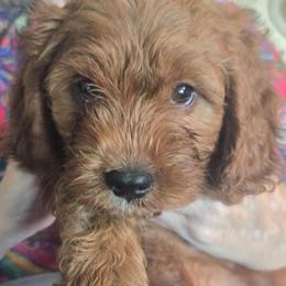 John - Blenheim male Cavapoo puppy in Siloam Springs, Arkansas from Kingdom Bound By Design