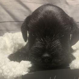 Boy 2 - Miniature Schnauzer puppy in Mountain Home, Idaho from Kissack Kennels
