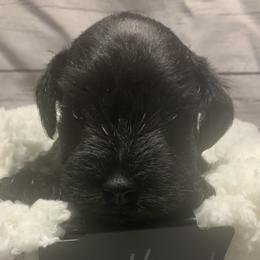 Boy 2 - Miniature Schnauzer puppy in Mountain Home, Idaho from Kissack Kennels