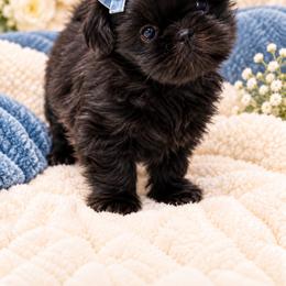 Blue Belle - Black female Shih Tzu puppy in Montgomery, Texas from Furbourne Farm