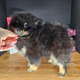 Pepper's I Bet My Life - Black and tan male Pomeranian puppy in Plant City, Florida from Pepper's Pomeranians
