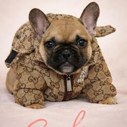 Bambi - Tricolors female French Bulldog puppy in Maplewood, New Jersey from Poos&Bulls Keepsake