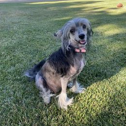 Chinese Crested All Grown Up from SoCal Chinese Crested