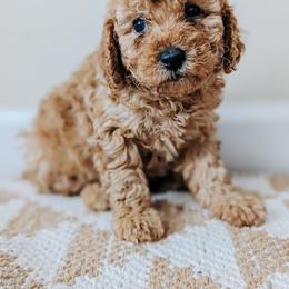 Lucy - Red  female Poodle puppy in Benton, Illinois from J & J Miniature Poodles