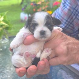 Boy2 - Brindle and white male Shihpoo puppy in Eldon, Missouri from B&B Designer Shihpoo’s