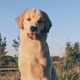 Golden Retrievers from Mark Get Set Goldens