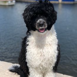 Portuguese Water Dog All Grown Up from North Shore PWD puppies available to go to their forever homes June 1st!