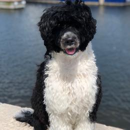 Portuguese Water Dog All Grown Up from North Shore PWD puppies available to go to their forever homes June 1st!