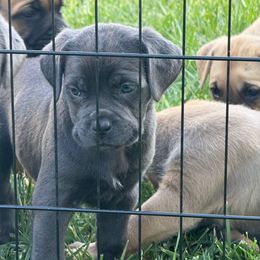 Lime green collar - Gray female Cane Corso puppy in Morgan Hill, California from Corso Empire
