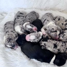Puppy 2 - Blue merle male Aussiedoodle puppy in Yucaipa, California from Amazing Aussiedoodle and Double Doodles