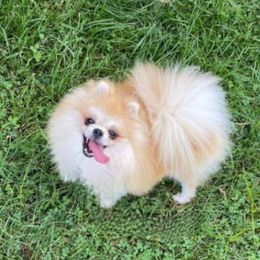 Octavia - Pomeranian