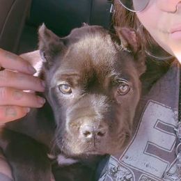 Toxin - Cane Corso