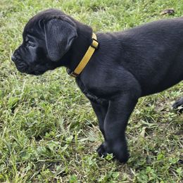 Dandelion - Black female Cane Corso puppy in Roachdale, Indiana from Cast Iron Kennels