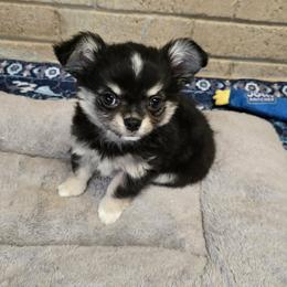 Chihuahua Puppies from Hart's Chihuahuas